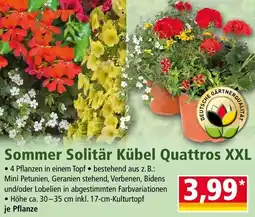 Norma Sommer Solitär Kübel Quattros XXL Angebot
