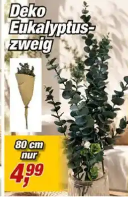 Posten Börse Deko Eukalyptus Zweig Angebot
