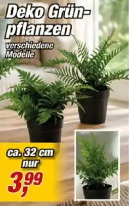 Posten Börse Deko Grün- pflanzen Angebot
