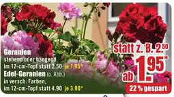 B1 Discount Baumarkt Geranien Angebot