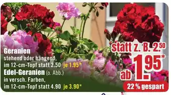B1 Discount Baumarkt Geranien Angebot