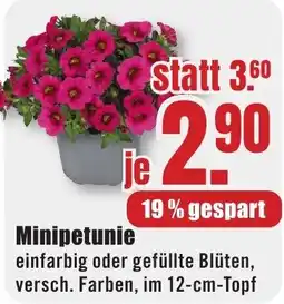 B1 Discount Baumarkt Minipetunie Angebot