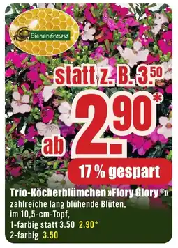 B1 Discount Baumarkt Trio-Köcherblümchen »Flory Glory® Angebot