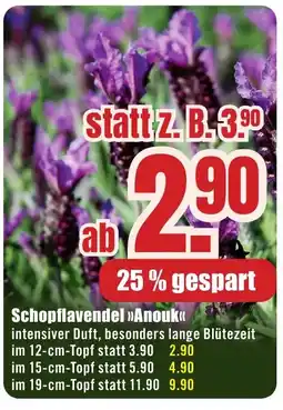 B1 Discount Baumarkt Schopflavendel >>Anouk<< Angebot