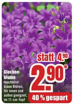 B1 Discount Baumarkt Glocken- blume Angebot