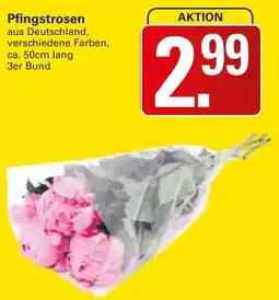 WEZ Pfingstrosen Angebot