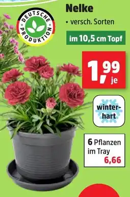 Thomas Philipps Nelke Angebot