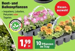 Thomas Philipps Beet- und Balkonpflanzen Angebot