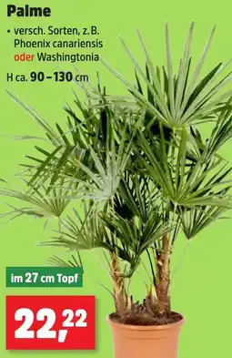 Thomas Philipps Palme Angebot