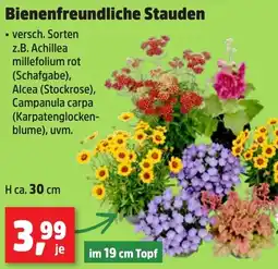 Thomas Philipps Bienenfreundliche Stauden Angebot