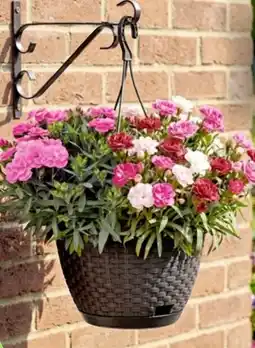 Thomas Philipps Nelke Dianthus ,,Peman" oder ,,Oscar" Angebot