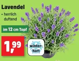Thomas Philipps Lavendel Angebot