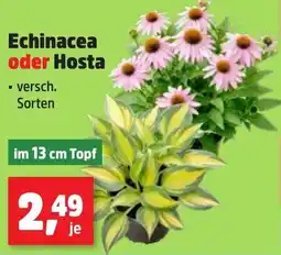 Thomas Philipps Echinacea oder Hosta Angebot