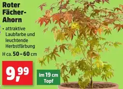 Thomas Philipps Roter Fächer Ahorn Angebot