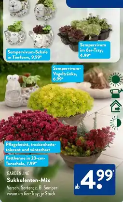 Aldi Süd GARDENLINE Sukkulenten-Mix Angebot