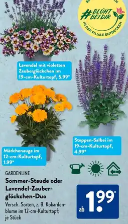Aldi Süd GARDENLINE Sommer-Staude oder Lavendel-Zauberglöckchen-Duo Angebot