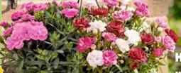 Thomas Philipps Nelke Dianthus Peman Angebot