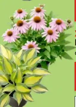 Thomas Philipps Echinacea Angebot