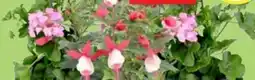 Thomas Philipps Fuchsien Angebot