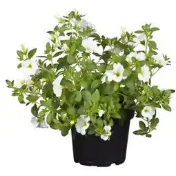 toom Baumarkt Minipetunie Angebot