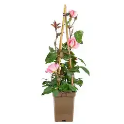 toom Baumarkt Rosen Stamm Angebot