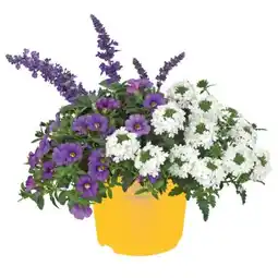 toom Baumarkt Sommerblumen-Trio Angebot