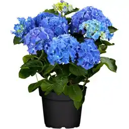 toom Baumarkt Hortensien Angebot