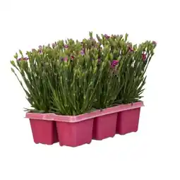 toom Baumarkt Bartnelke Peach Party Angebot
