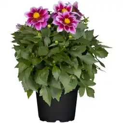 toom Baumarkt Dahlien Angebot