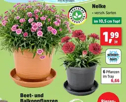 Thomas Philipps Nelke im 10,5 cm topf Angebot