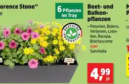Thomas Philipps Beet- und balkonpflanzen Angebot