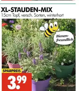 Wreesmann Xl-stauden-mix Angebot