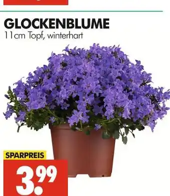 Wreesmann Glockenblume Angebot