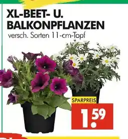 Wreesmann Xl-beet- und balkonpflanzen Angebot