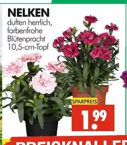 Wreesmann Nelken Angebot