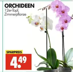 Wreesmann Orchideen Angebot