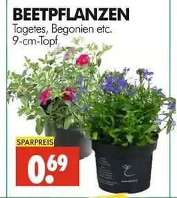Wreesmann Beetpflanzen Angebot