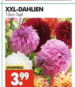Wreesmann Xxl-dahlien Angebot