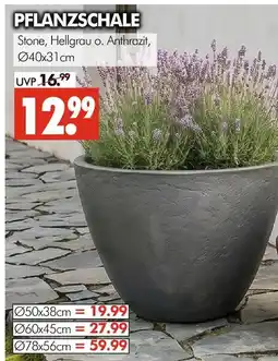 Wreesmann Pflanzschale Angebot