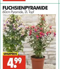 Wreesmann Fuchsienpyramide Angebot