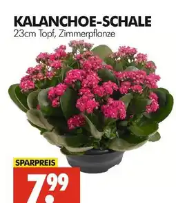 Wreesmann Kalanchoe-schale Angebot