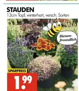 Wreesmann Stauden Angebot
