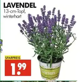 Wreesmann Lavendel Angebot