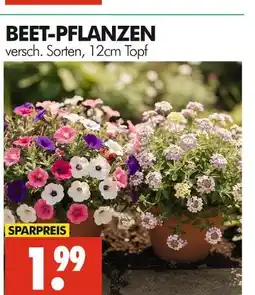 Wreesmann Beet-pflanzen Angebot