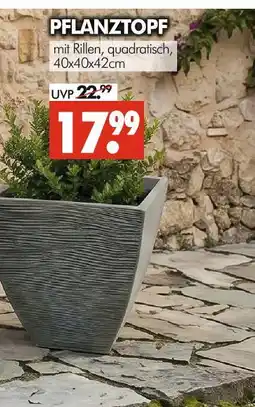 Wreesmann Pflanztopf Angebot