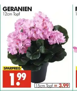 Wreesmann Geranien Angebot