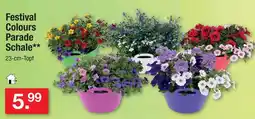 Zimmermann Festival colours parade schale Angebot