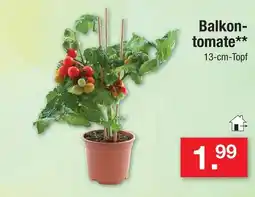 Zimmermann Balkontomate Angebot