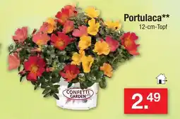 Zimmermann Confetti garden portulaca Angebot