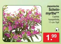 Zimmermann Japanische scheinmyrthe Angebot